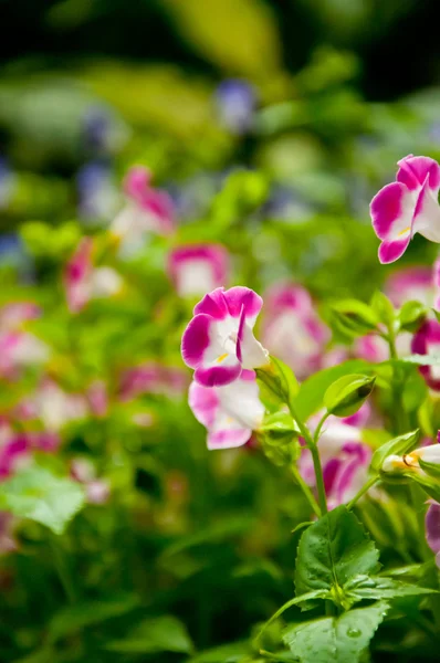 Růžové a bílé květy na zahradě — Stock fotografie
