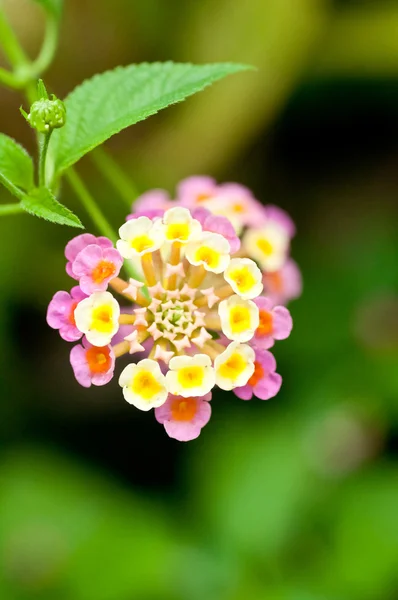 Lantana camara bloem close up — Stockfoto