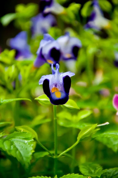 Blue shade of flowers in the garden — Stok fotoğraf