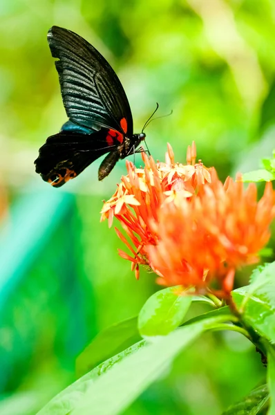 Black butterfly on tropical flowers — Stock Photo, Image