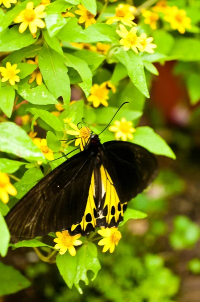 Schwarzer und gelber Schmetterling auf gelben Blumen — Stockfoto