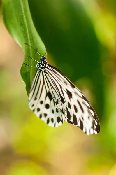 Ασπρόμαυρη πεταλούδα — Φωτογραφία Αρχείου
