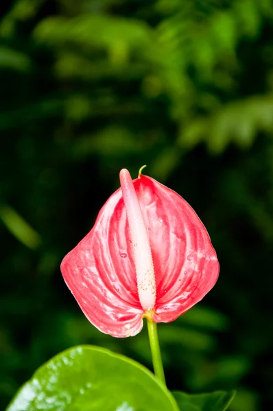 Anthurium in nature — Stock Photo, Image