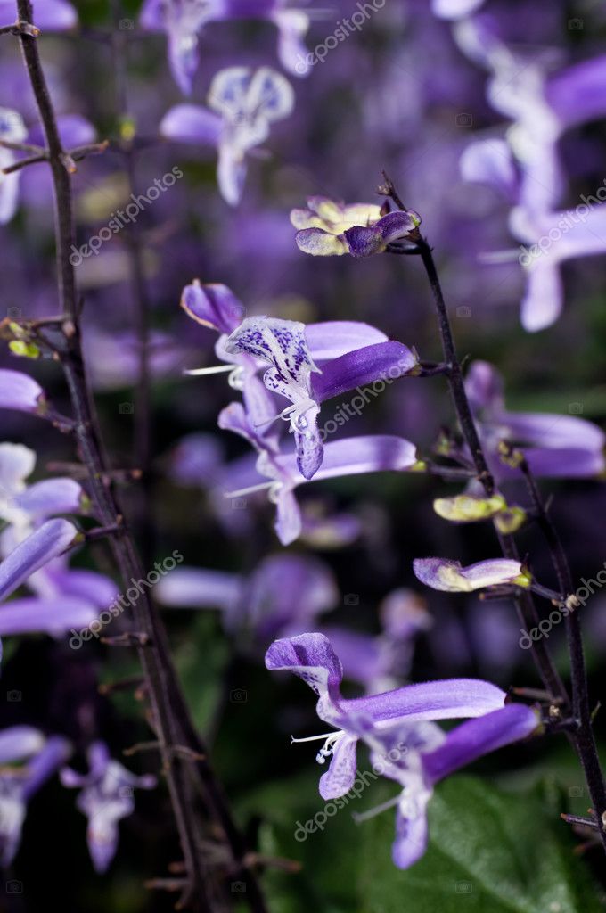 Small Purple And White Tropical Flowers Stock Photo Calvste Small Purple And White Tropical Flowers Stock Photo 7916721