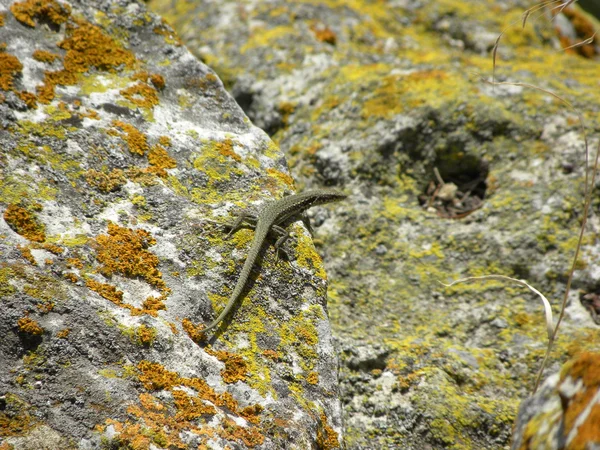 stock image Lizard