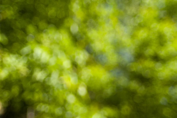 stock image Nature, natural soft green bokeh background