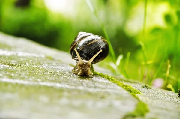 봄 정원에서 산책 하는 달팽이 — 스톡 사진