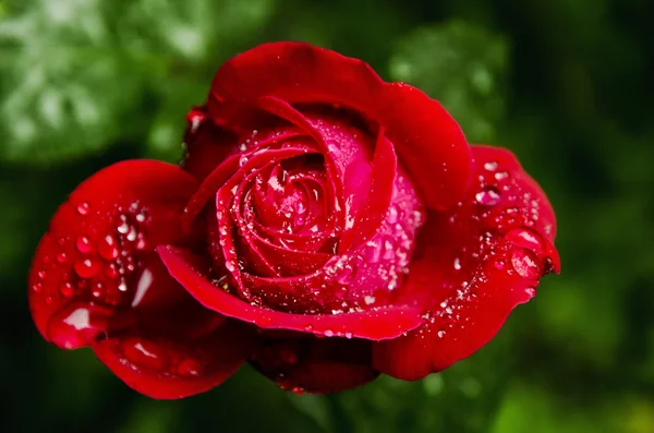 Red rose after rain — Stock Photo, Image