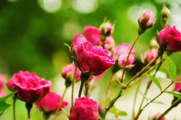 Rosa rosa botões após a chuva — Fotografia de Stock