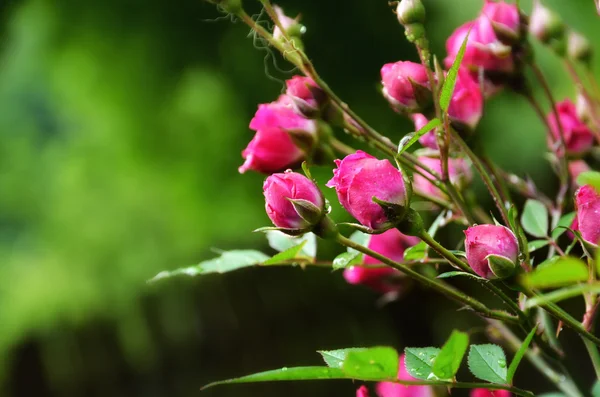 stock image Pink rose buds after rain