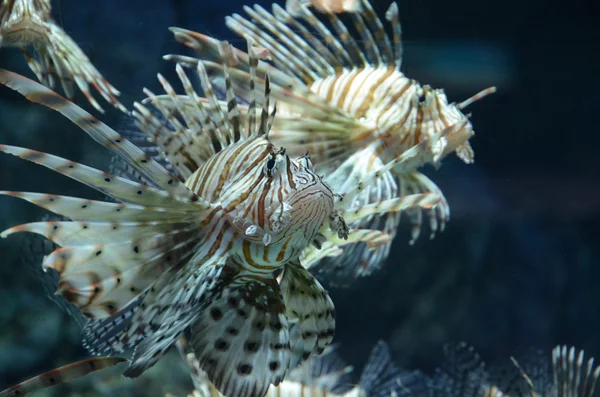 Exotische vissen in een tank — Stockfoto