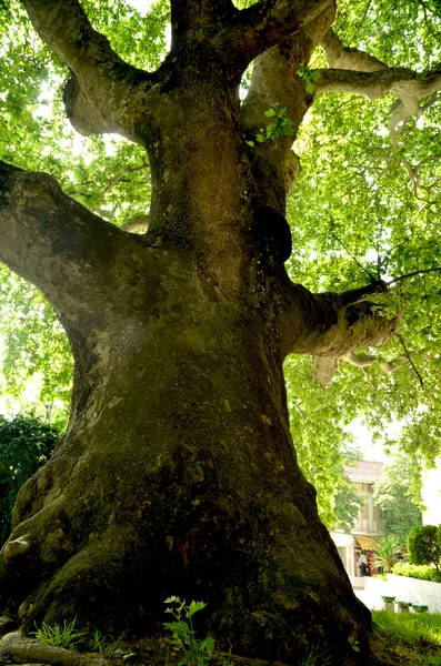 Eeuwen oude boom — Stockfoto
