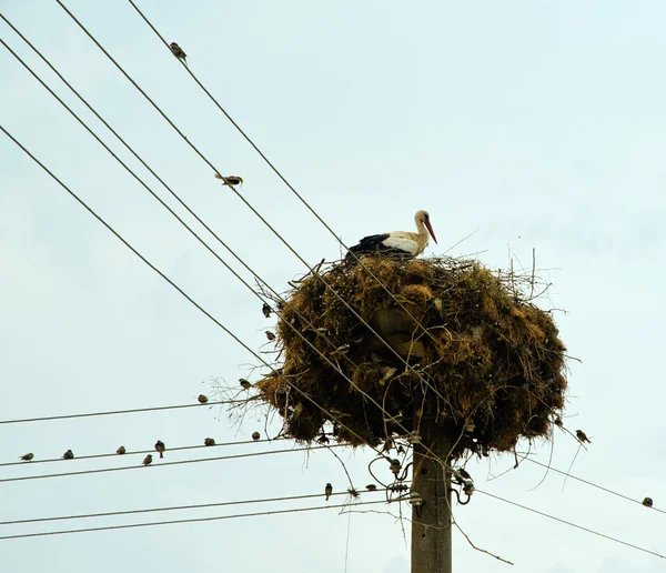 stock image Stork nest