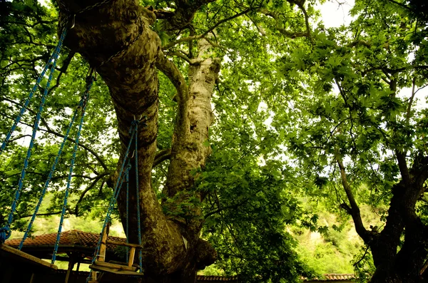 Séculos de idade desejo árvore Platanus com um balanço de árvore — Fotografia de Stock