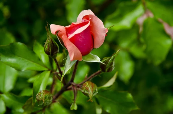 yağmur sonra pembe Gül bud