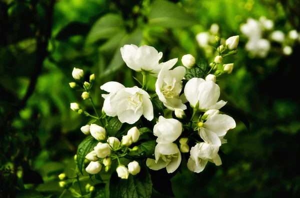 stock image White flowers tree