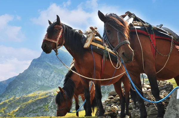 stock image Horses in the mountain