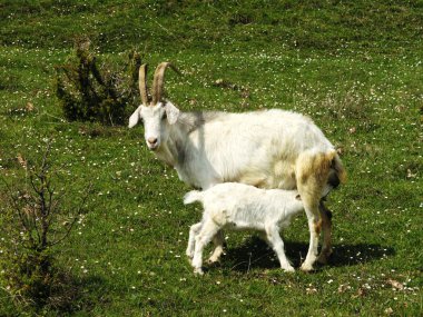 keçi ve goatling