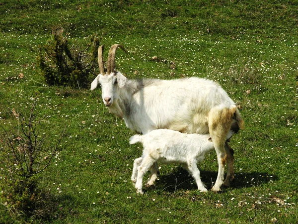 Stock image Goat and goatling