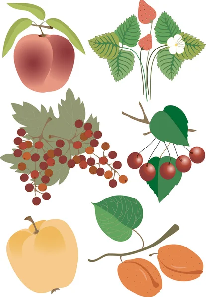 Bayas jugosas y una fruta.Verano.Ilustración . — Vector de stock