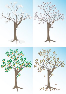 Apricot tree and the seasons.Background. clipart