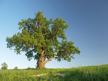 Single oak tree on the meadow. clipart