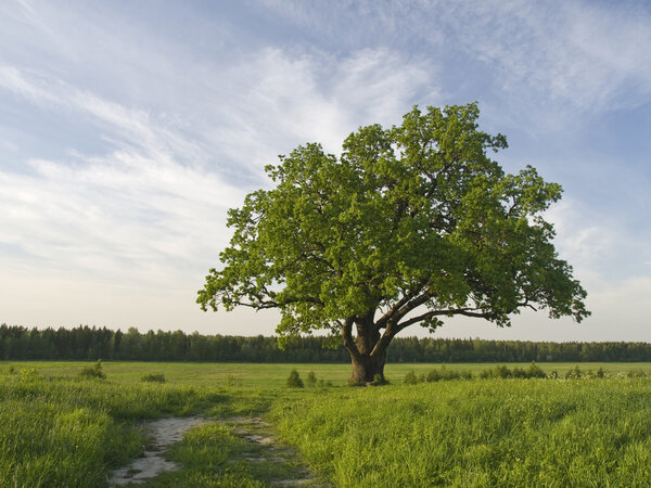 Single oak tree on the fild near to road.