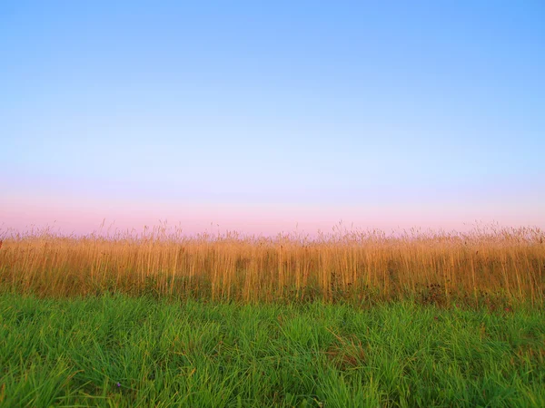Bakgrunden. himlen, spannmål och grönt gräs. — Stockfoto