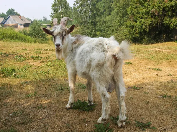 The billy-goat. — Stockfoto