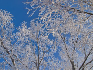 Kışlıklar arka plan. twigs hoar Frost.