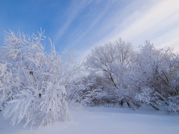 The bushs in hoar-frost. — Stock Photo, Image
