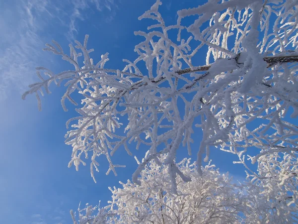 Winterlicher Hintergrund. die Zweige im Raureif. — Stockfoto