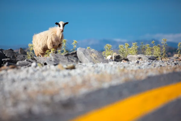 Овцы на дороге — стоковое фото