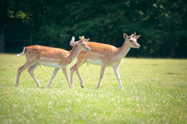 Two roe deers on a meadow