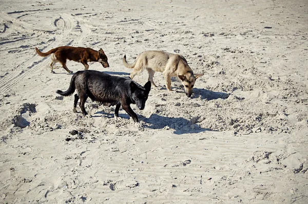 stock image Stray dogs