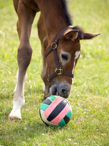 Foal with ball — Stock Photo, Image
