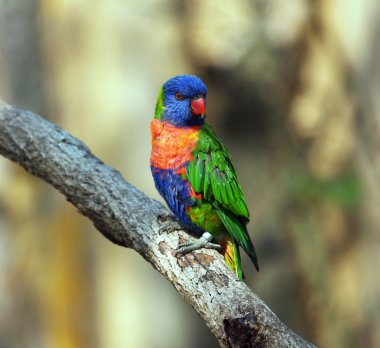 Rainbow lorikeet clipart