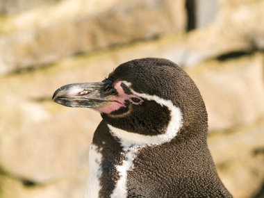 Humboldt penquin