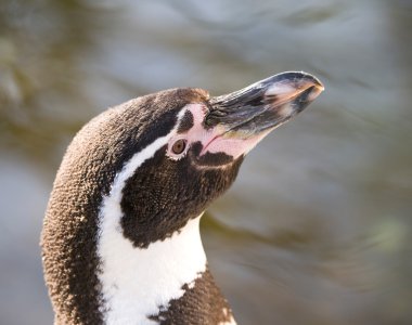 Humboldt penquin