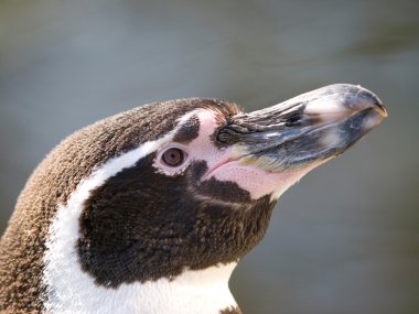 Humboldt penquin