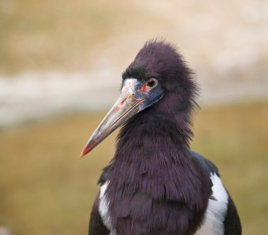 Abdim´s stork