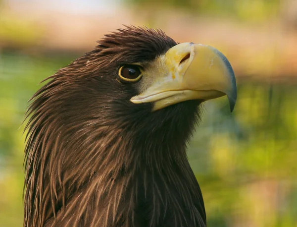Kamchatka águila — Foto de Stock