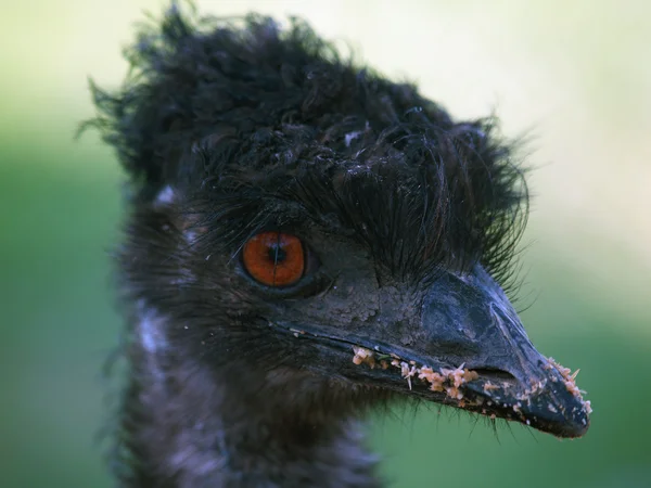 Emu australiano — Fotografia de Stock