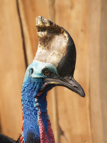 Southern cassowary — Stock Photo, Image