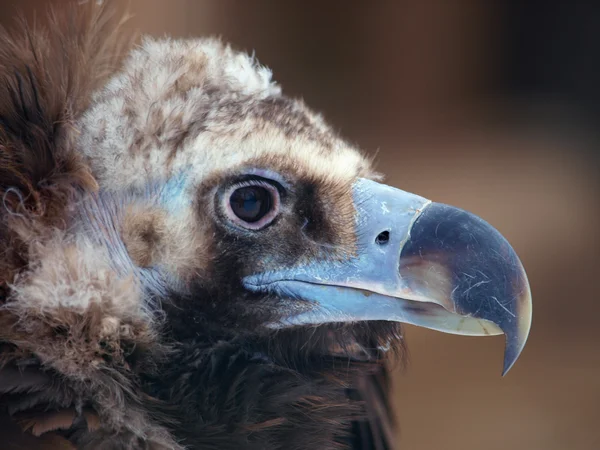 Cinereous 兀鹫 — 图库照片