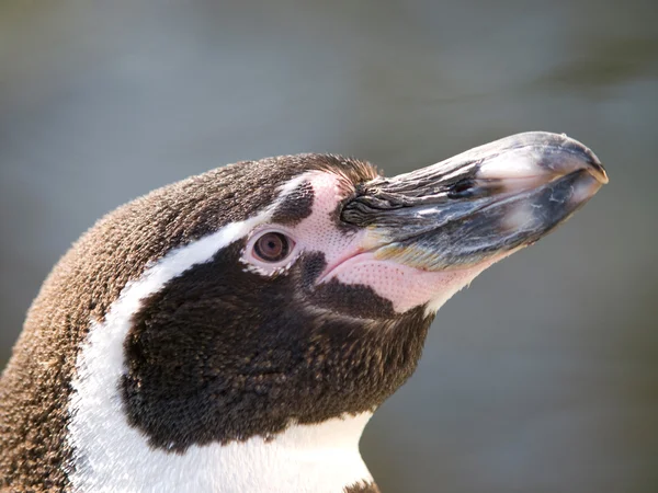 Humboldt penquin — Stock Photo, Image