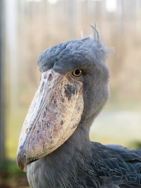 Whale-headed stork — Stok fotoğraf