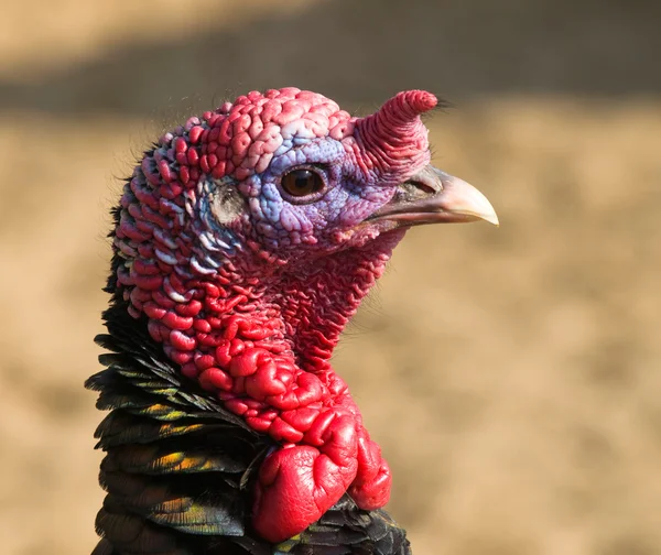 Wild turkey - Meleagris gallopavo — Stock Photo, Image
