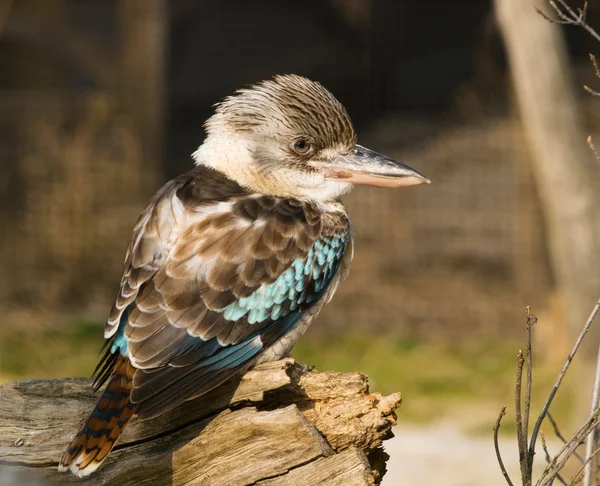 Niebieski skrzydlaty kookaburra - dacelo leachii — Zdjęcie stockowe