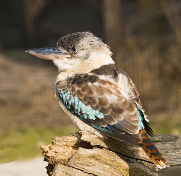 Niebieski skrzydlaty kookaburra - dacelo leachii — Zdjęcie stockowe